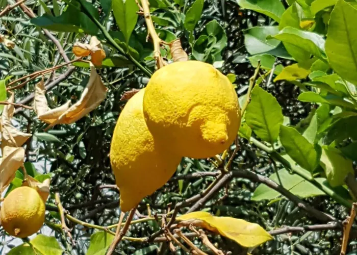 La Casa Dell 'arco Feriehus *